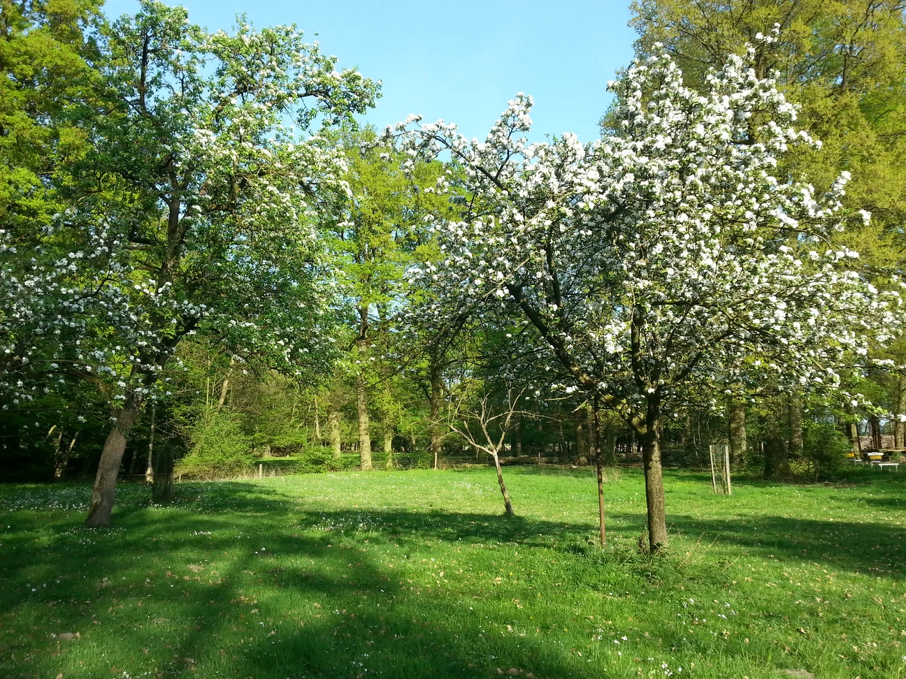 Obstwiese zum Weideaustrieb.webp